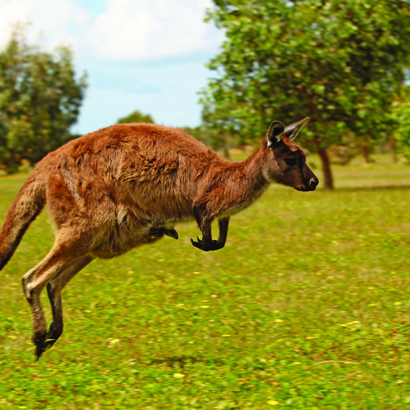 Jumping kangaroo with a joey. Kangaroo Island, Australia